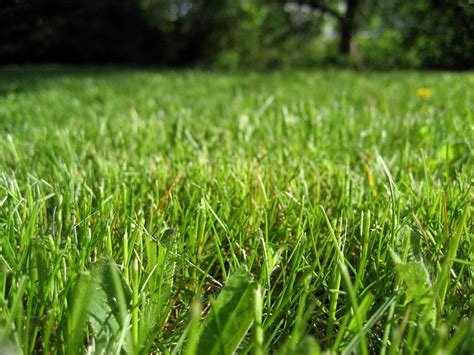 Freshly Cut Grass Flickr Photo Sharing