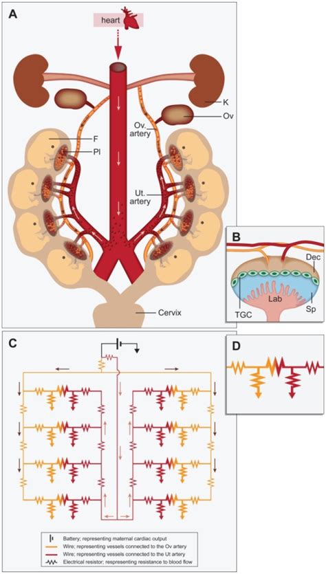 Electrical Circuit Modeling Of The Hemodynamics Of Mate Open I