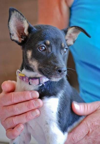 Tilly 3 Month Old Female Miniature Pinscher Cross Dog For Adoption