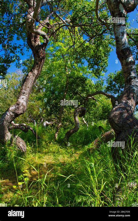 The Crooked Bush Of Saskatchewan Stock Photo Alamy