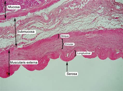 Stomach Histology Labeled Muscularis Externa Mucosa And Submucosa My