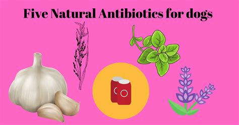 What Is Natural Antibiotic For Dogs Complete Guide Serve Dogs