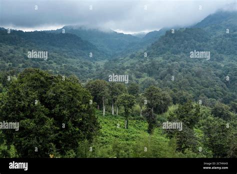 Rainforest Landscape In Aberdare National Park Kenya Stock Photo Alamy