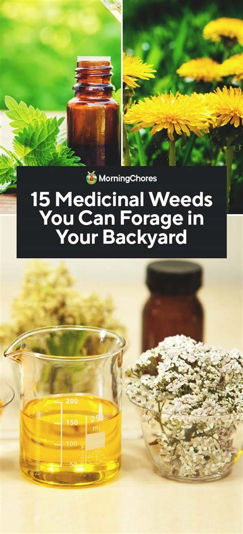 15 Medicinal Weeds You Can Forage In Your Backyard