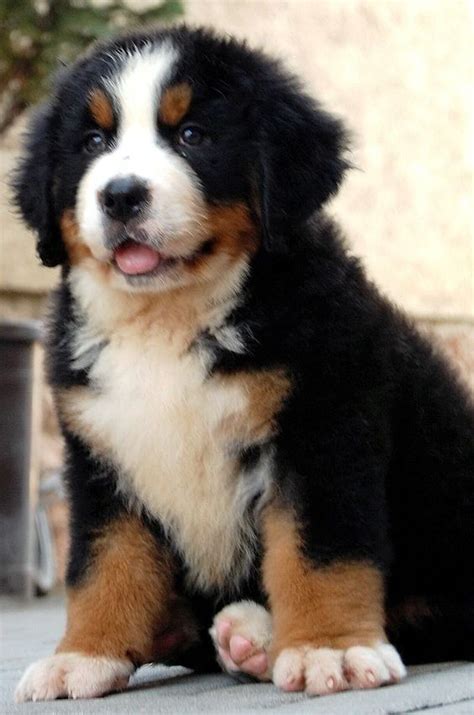 Dog Intriguing Picture Bernese Mountain Dog Puppy Puppies