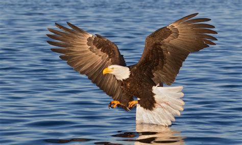 10 Datos Majestuosos Sobre El águila Calva Ecverde