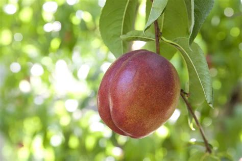 Why Is My Nectarine Tree Not Bearing Fruit Mast Producing Trees