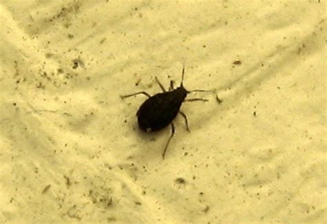Small Black Beetle Like Bug Biological Science Picture Directory