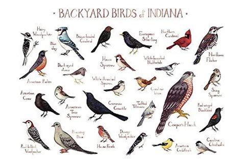 Backyard Birds Of Indiana Field Guide Art
