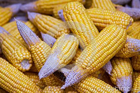 Ripe Dried Corn Cobscorn Seeds Make It Dry Stock Photo Image Of