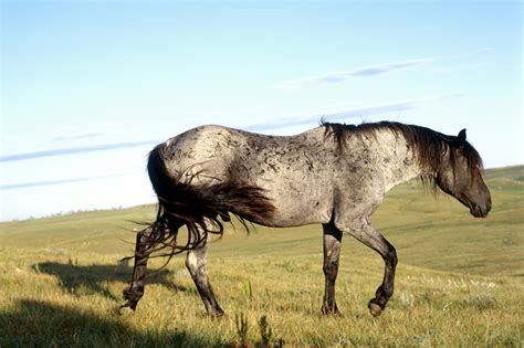 Nokota Horse Info Origin History Pictures