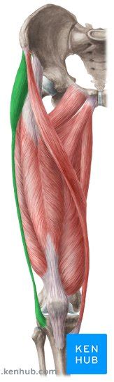 Tensor Fasciae Latae Muscle Musculus Tensor Fasciae Latae Kenhub Porn