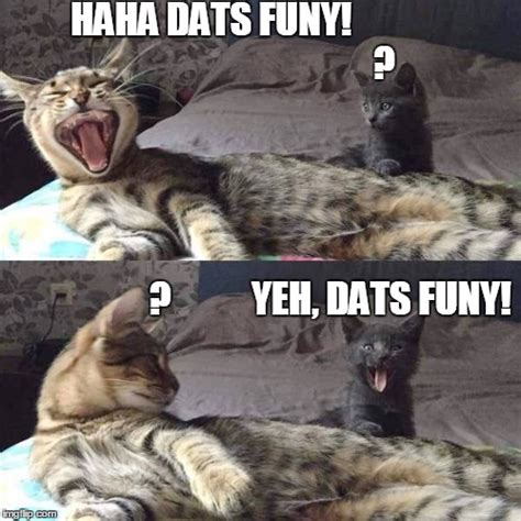 Lol Cats Imgflip