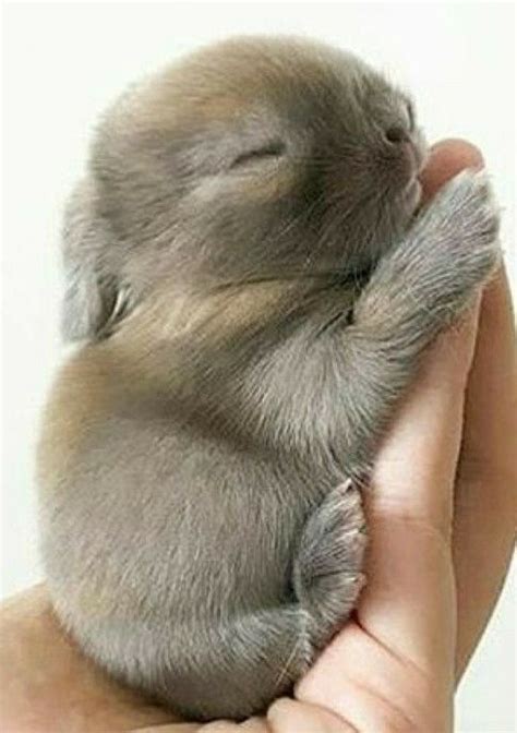 🐰what A Cute Baby Bunny🐰 Funny Baby Pictures Baby Animals Pictures