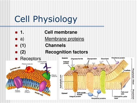 Ppt Cell Physiology Powerpoint Presentation Free Download Id1367206