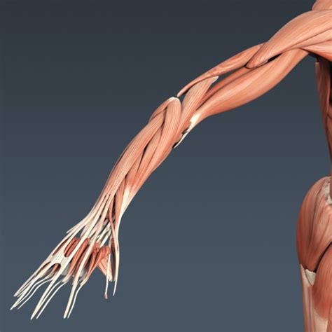 Human Male Anatomy Body Muscles Skeleton 3d Model Max Obj 3ds Fbx