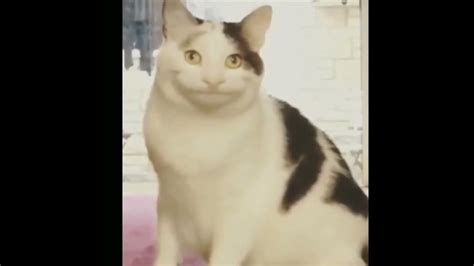 Beluga Cat Youtube
