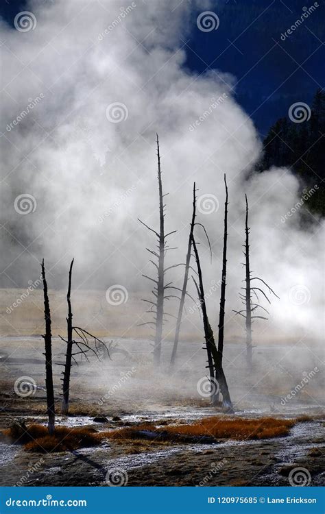 Geysers And Steam Rising In Yellowstone National Park Stock Image