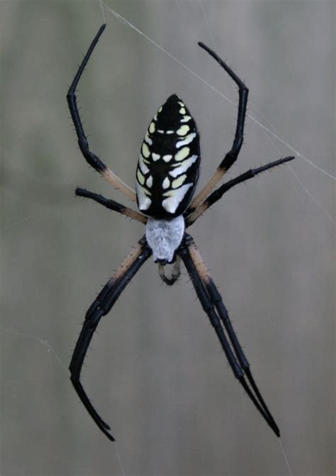 While texas has a large variety of spider species, this article aims to provide the most common types of spiders in austin, tx. Gardening in Austin: Yellow Garden Spider Updated photo