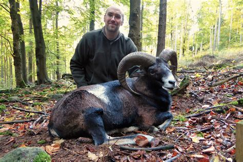 Poland Fallow Deer And Mouflon Sheep Hunt With Hunt Adventure Poland