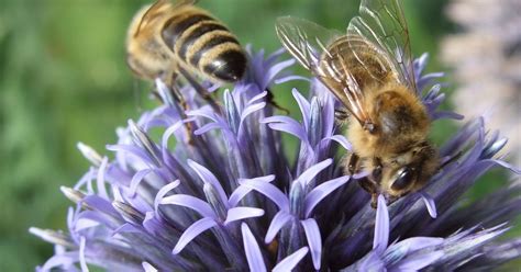 We did not find results for: Kritik an Projekt zum Bienenwohl im Tiroler Oberland ...