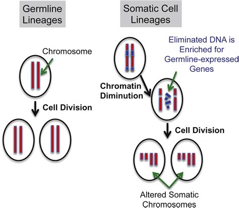 Silencing Of Germline Expressed Genes By Dna Elimination In Somatic