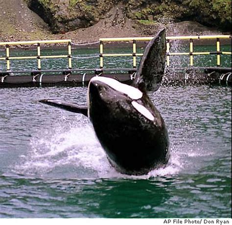 Film Star Whale Dies Off Norway Free Willy Keiko Is Overcome By