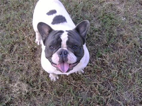 Pups raised in our home with their mom & dad and my children. AKC Blue French Bulldog - Male for Sale in Ocala, Florida ...