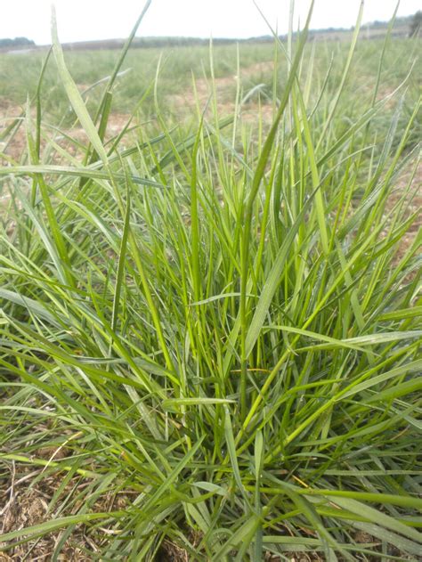 Fescue Native Red Oregon Wholesale Seed Company