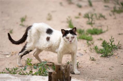 Sick Stray Cat In Palma De Mallorca Spain Stock Image Image Of Breed