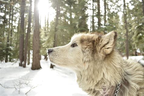 Bildet Skog Snø Vinter Ulv Virveldyr Alaskan Malamute Hund Som