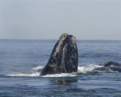 North Pacific Right Whale Facts Diet Habitat And Pictures On Animaliabio