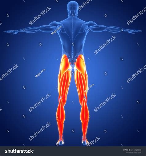 Human Muscular System Leg Muscles Anatomy Stock Illustration 2171020179