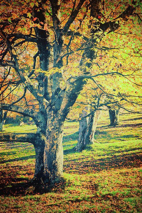 Three Autumn Trees Photograph By Dan Carmichael Fine Art America