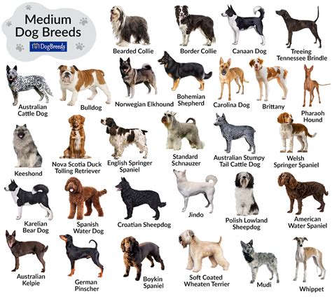 List Of Medium Sized Dog Breeds With Pictures