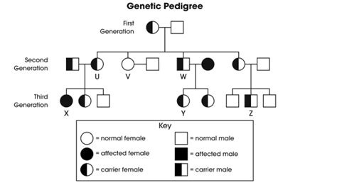 All about pedigrees pedigrees for predicting. Big Idea 3 - AP Biology Review