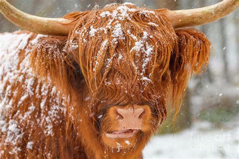 Highland Cattle Snow