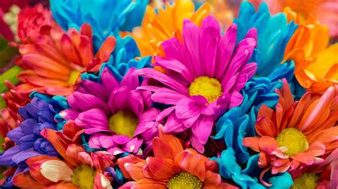 Colorful Flower 4k Wallpapers Wallpaper Cave