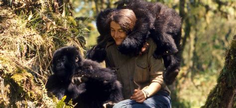 Dian Fossey Gorilla Fund Rwanda Gorilla Trekking Safaris