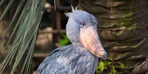 The 25 Weirdest Birds Youve Never Heard Of But Need To