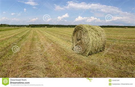 Harvested Mowed Grass Rolled Up Hay Stock Image Image Of Field