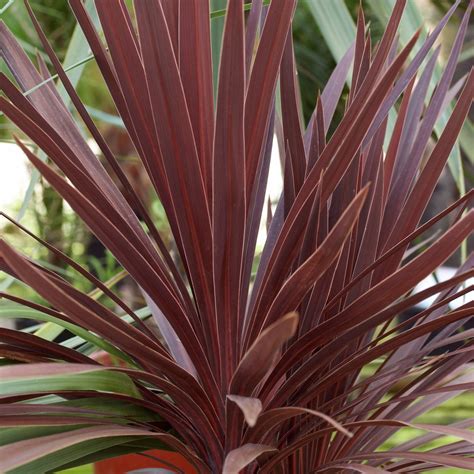 Cordyline Australis Red Star Purple Torbay Palm 80 120cms Large