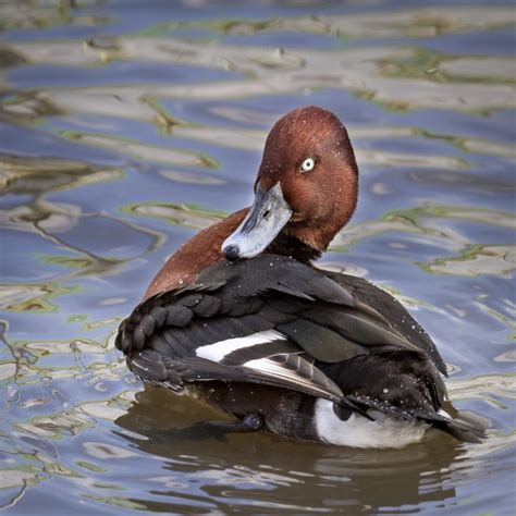 “redhead Duck” Frodsham And District Photographic Society