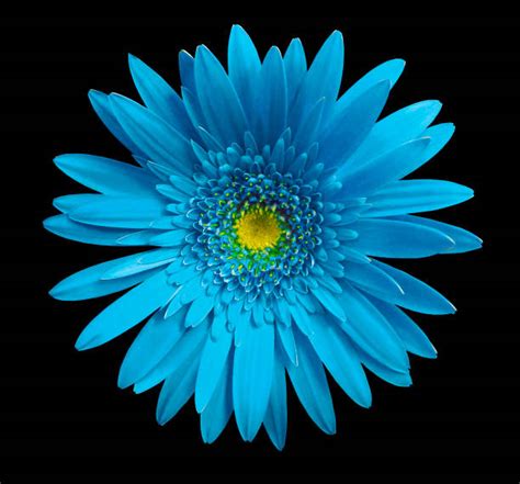Blue Gerbera Daisy Stock Photos Pictures And Royalty Free Images Istock