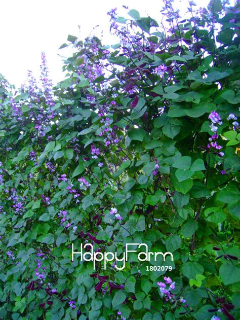 Hyacinth Vine Certified Organic Purple Flowers Fast Growing Edible