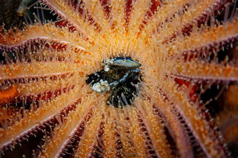 Scientists Race To Save Endangered Sea Stars From A Strange Wasting