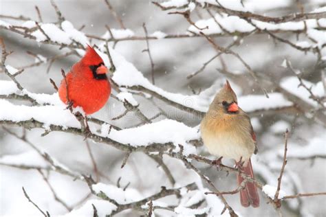 Cardinals In Snow Stock Image Image Of Snowing Fauna 20034195