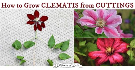 When can you buy clematis. How to Grow Clematis from Cuttings - Empress of Dirt