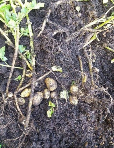 Variannya juga cukup beragam yang terbagi sesuai dengan ketebalannya. Begini Caranya Tanam Ubi Kentang Dalam Pasu, Dah Naik ...