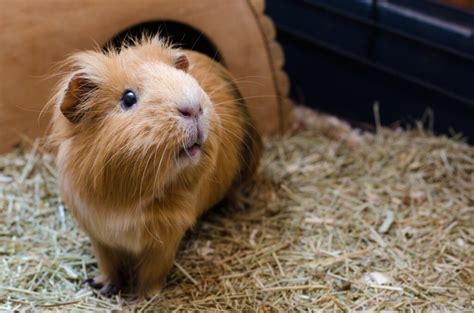 Are Guinea Pigs Good Pets Keeping It Pawsome
